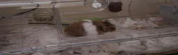 Hamster rodents for sale: Friendly Syrian Hamster + Full Deluxe Setup - Advert 2