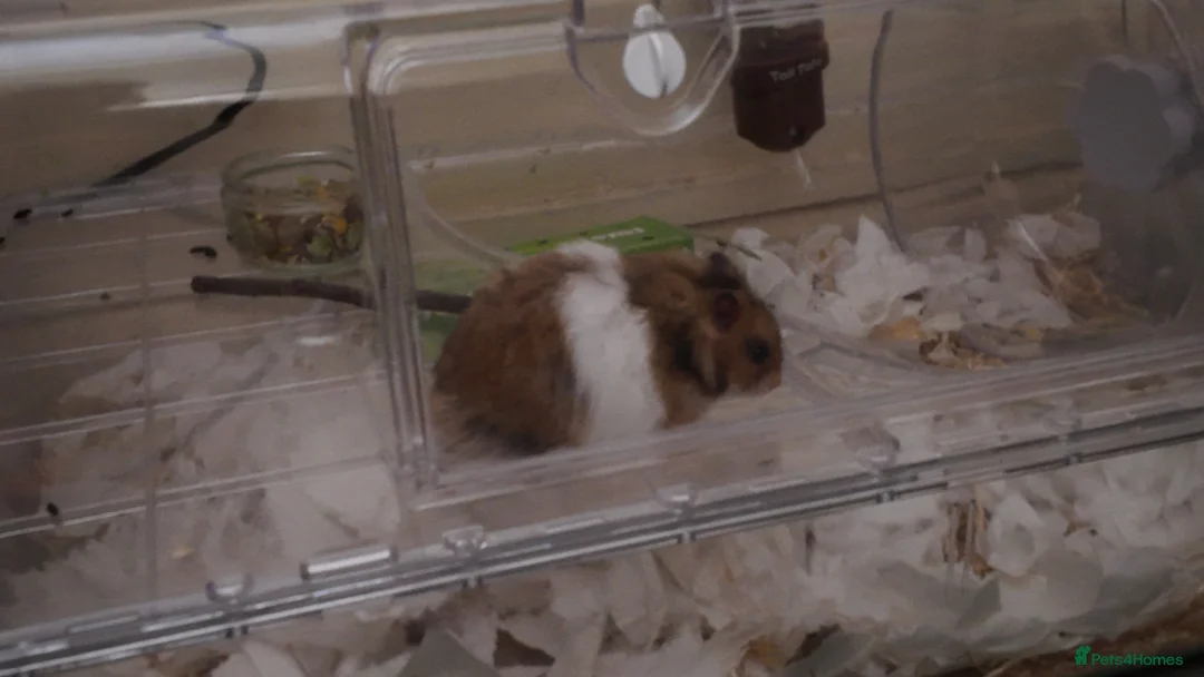 Hamster rodents for sale: Friendly Syrian Hamster + Full Deluxe Setup - Advert 2