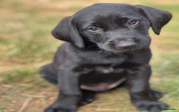 Labrador Retriever dogs for sale: 2 Beautiful female black lab READY TO LEAVE NOW!  in Tidworth - Image 15