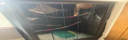 Sugar Glider rodents for sale: Sugar Glider Three Males plus Cage & Accessories - Advert 11
