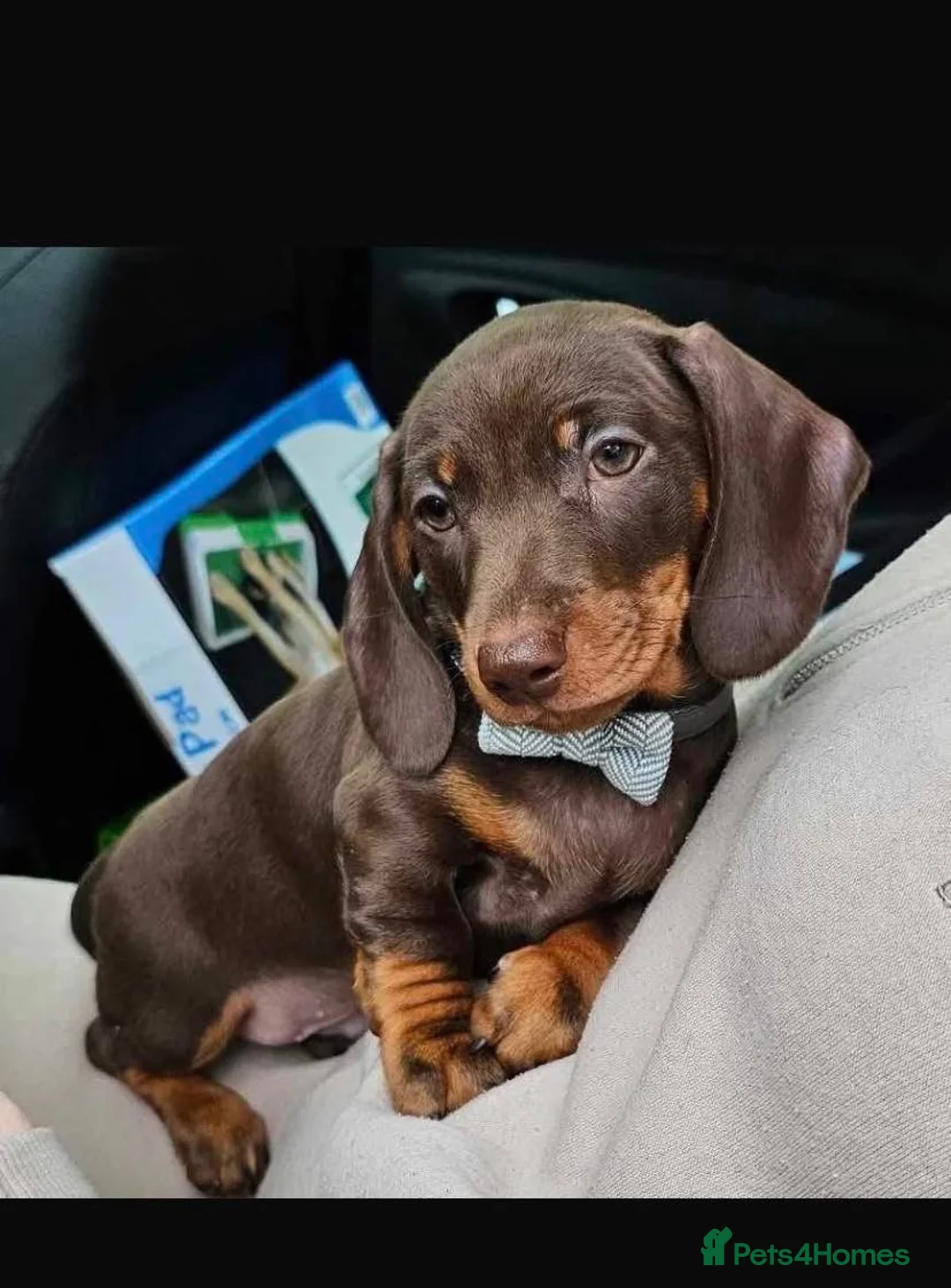 Miniature Dachshund dogs for stud: Miniature Smooth Dachshund stud - Advert 2