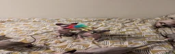 Sphynx cats for sale: *PEDIGREE SPHYNX* TICA REGISTERED *DNA HCM4 CLEAR* - Advert 5