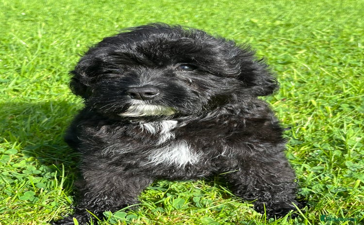 Cavapoo dogs - Advert 1