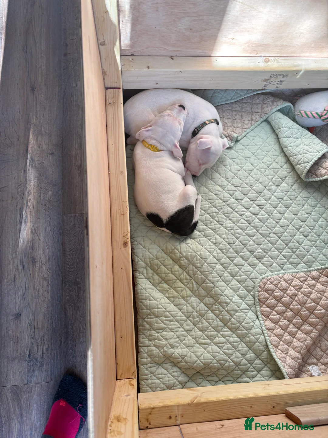 Staffordshire Bull Terrier dogs for sale: Staffordshire bull terrier girl - Advert 7