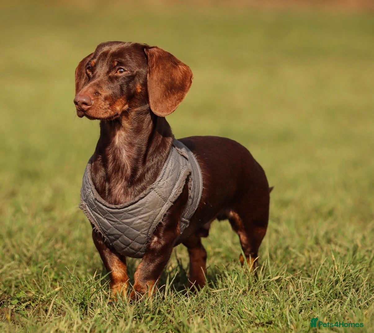 Miniature Dachshund dogs KC health tested miniature stud carry long hair  - Advert 4