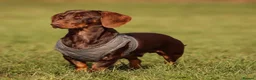Miniature Dachshund dogs for stud: KC health tested miniature stud carry long hair  - Advert 1