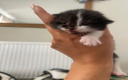 Ragdoll cats for sale: Beautiful fluffy ragdoll X kittens  - Image 4