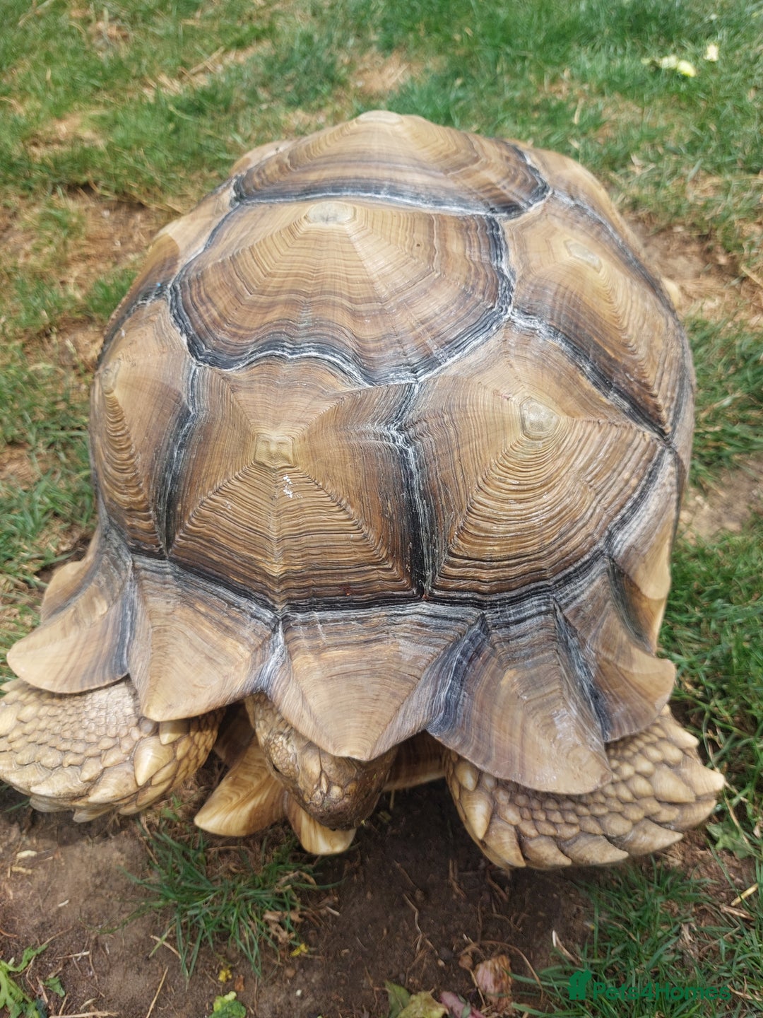 Tortoise reptiles for sale: Male sulcata tortoise 10 years old - Image 5