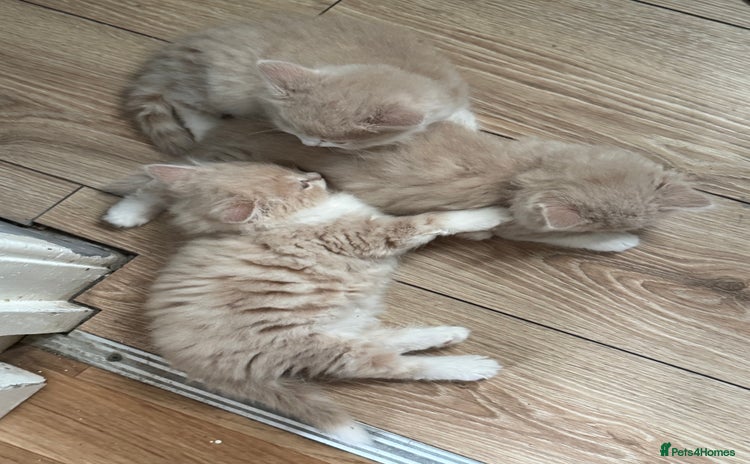 Persian cats - Advert 1