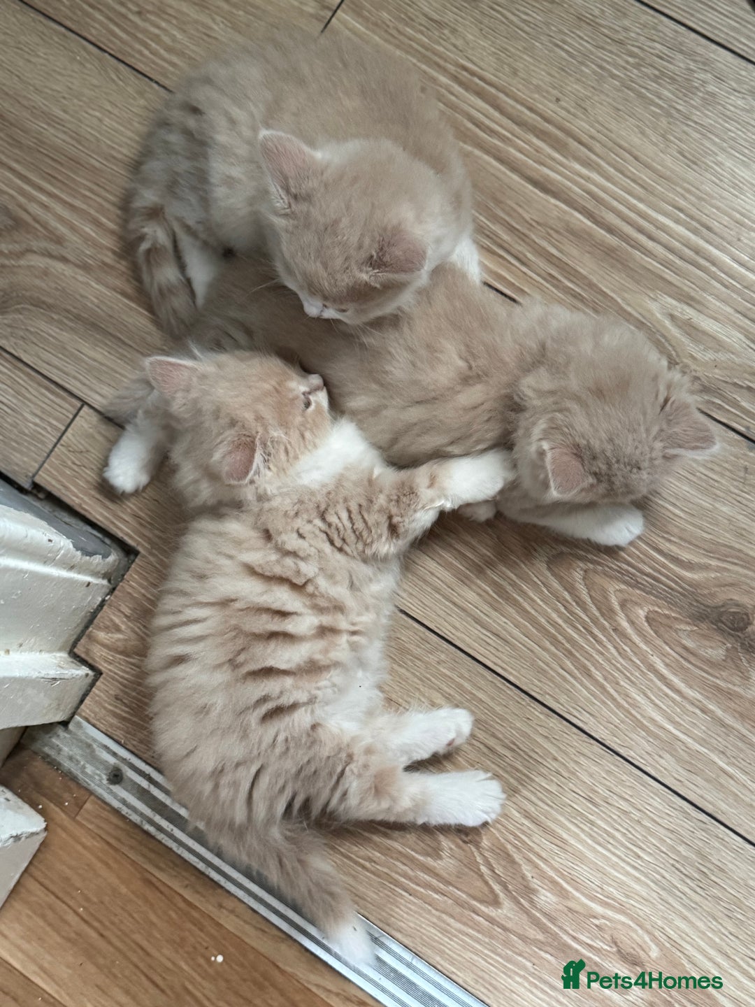 Persian cats for sale: Persian kitten boy - Image 1