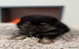 Pomeranian dogs for sale: KC Black&Tan Pom puppies stunning 🤩 🧡🖤 - Image 5