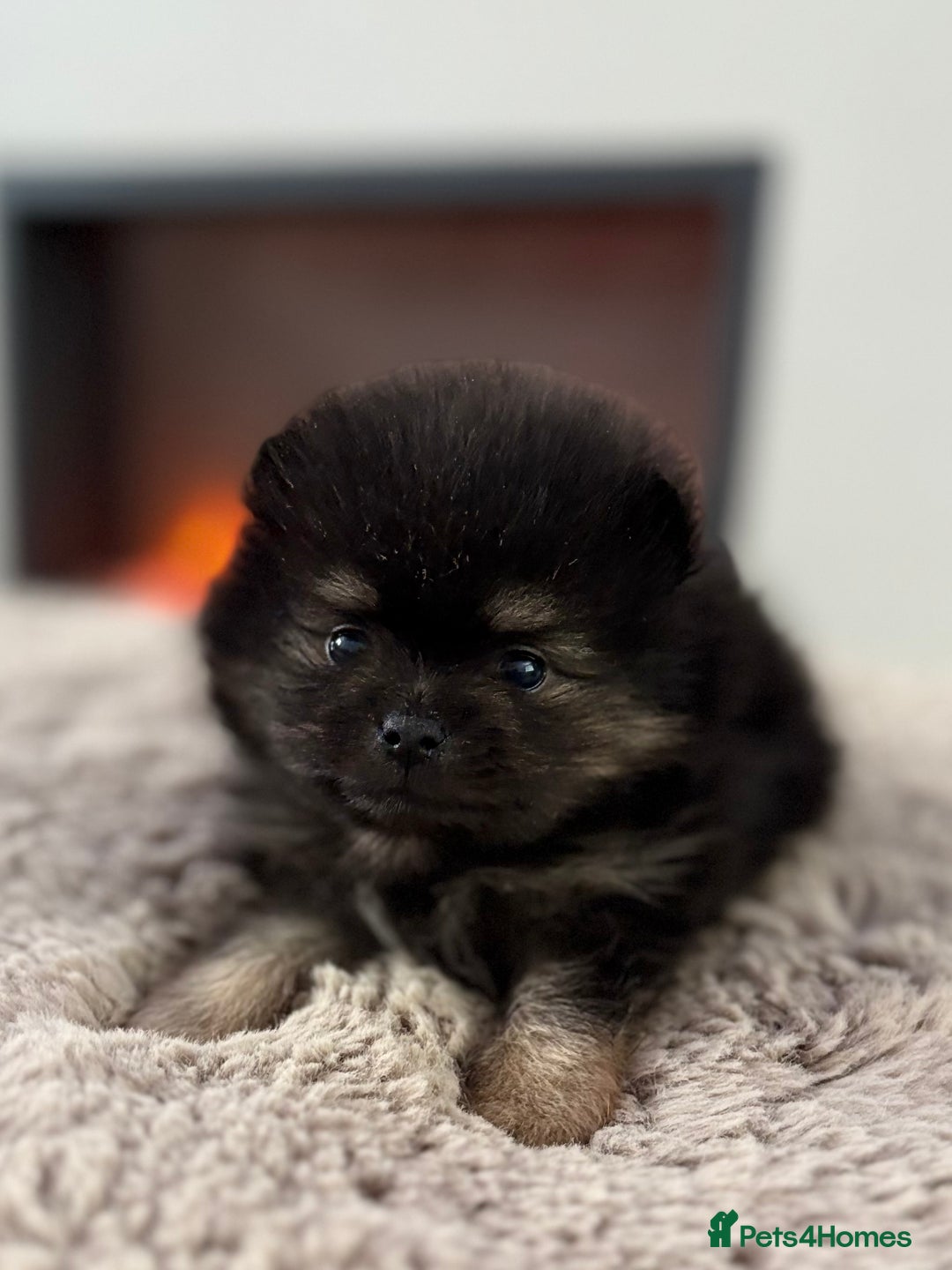 Pomeranian dogs for sale: KC Black&Tan Pom puppies stunning 🤩 🧡🖤 - Image 5