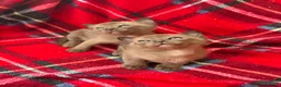 Burmese cats for sale: GCCF Pedigree Burmese kittens from East London  in Hornchurch - Advert 10