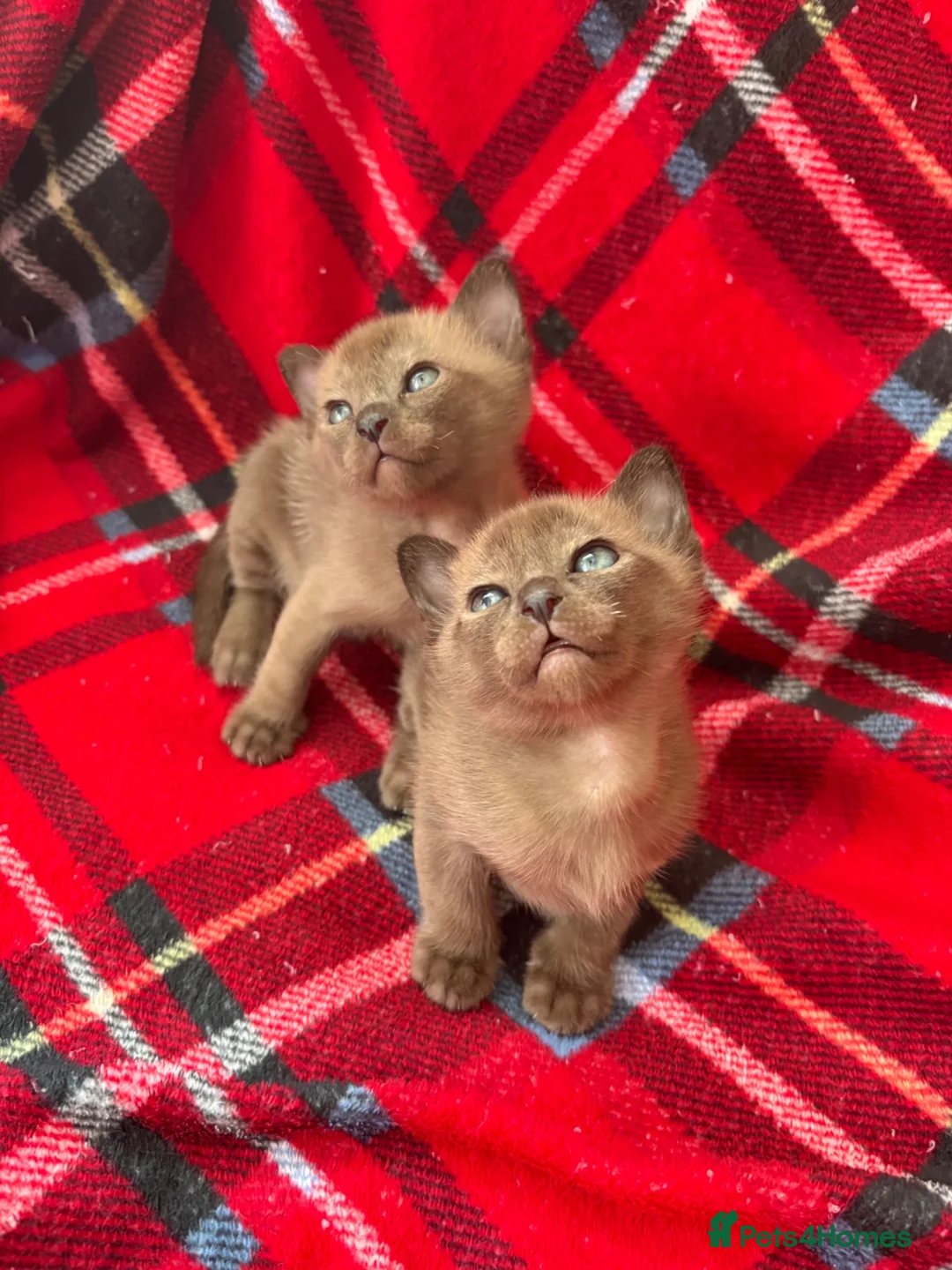 Burmese cats for sale: GCCF Pedigree Burmese kittens from East London  in Hornchurch - Advert 10