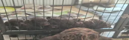 Sprocker dogs for sale: Working Sprocker Chocolate Puppies for sale - Advert 12