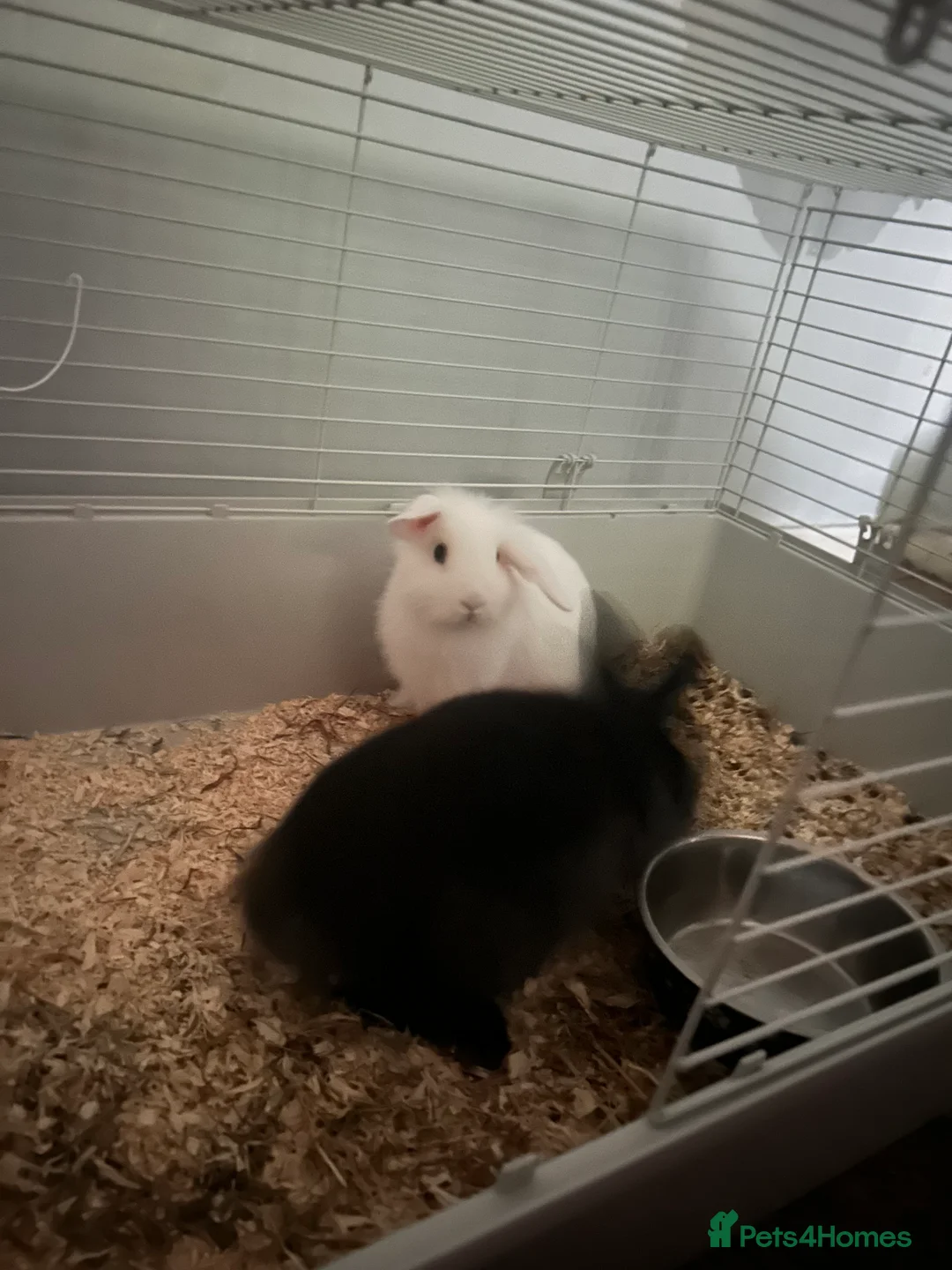 Lionhead rabbits for sale: Prince and midnight  in Willenhall - Advert 1