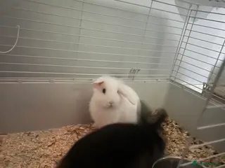 Lionhead rabbits Prince and midnight in Willenhall - Advert 1