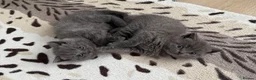 British Shorthair cats for sale: GCCF British shorthair kittens available  - Advert 7