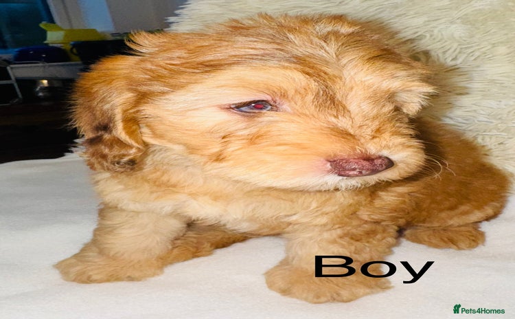 Cockapoo dogs REDUCED DNA TESTED Last Apricot boy READY NOW ❤️ - Advert 1