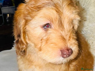 Cockapoo dogs REDUCED DNA TESTED Last Apricot boy READY NOW ❤️ - Advert 1