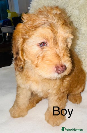 Cockapoo dogs REDUCED DNA TESTED Last Apricot boy READY NOW ❤️ - Advert 1