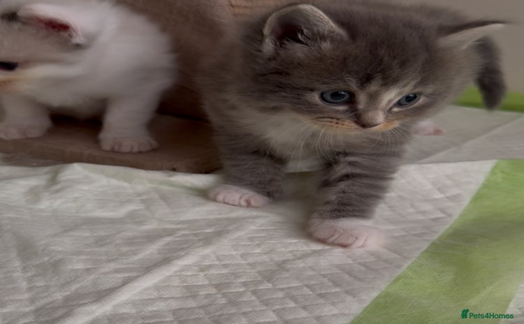 Ragdoll cats - Advert 12