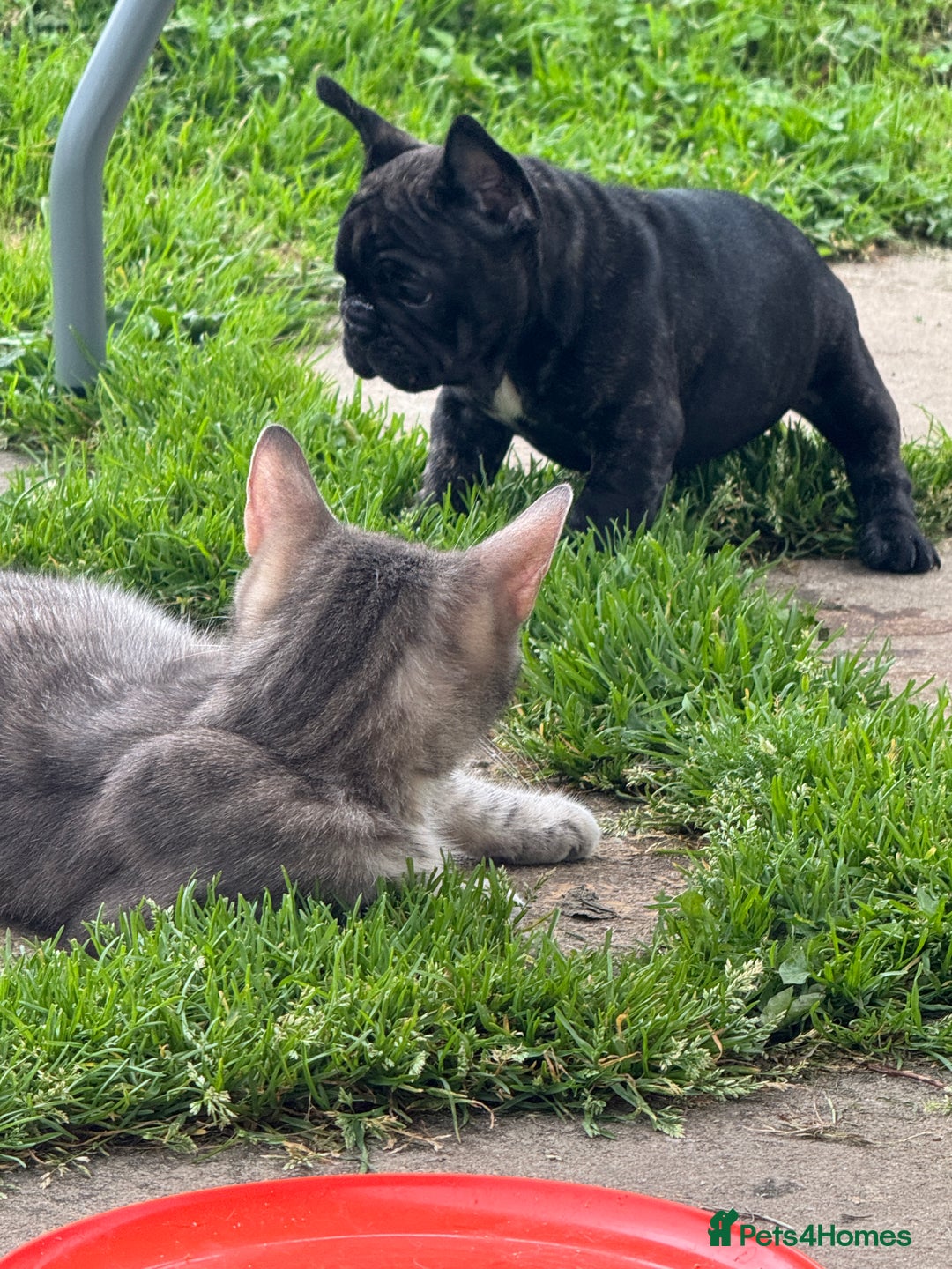 French Bulldog dogs for sale: 🏆KC registered, Standard French Bulldog Puppies🏆 - Image 24