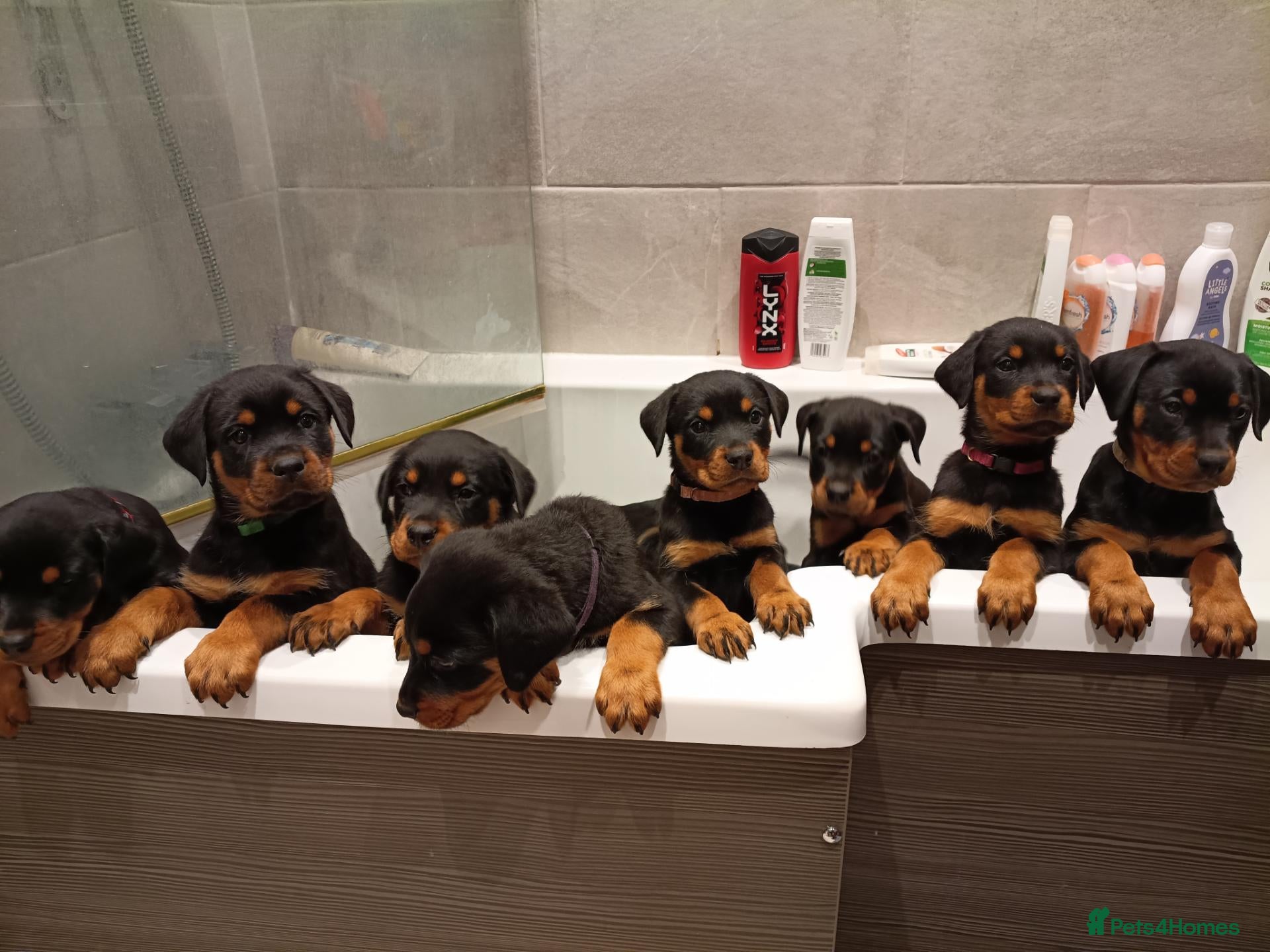 Rottweiler dogs Rottweiler puppies  - Advert 2