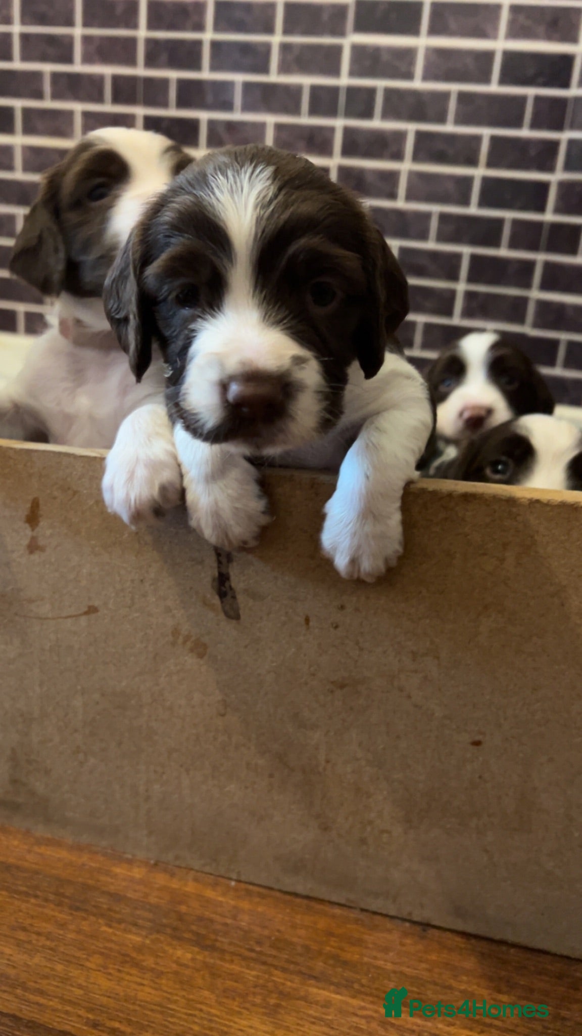 English Springer Spaniel dogs English Springer Spaniel  - Advert 6