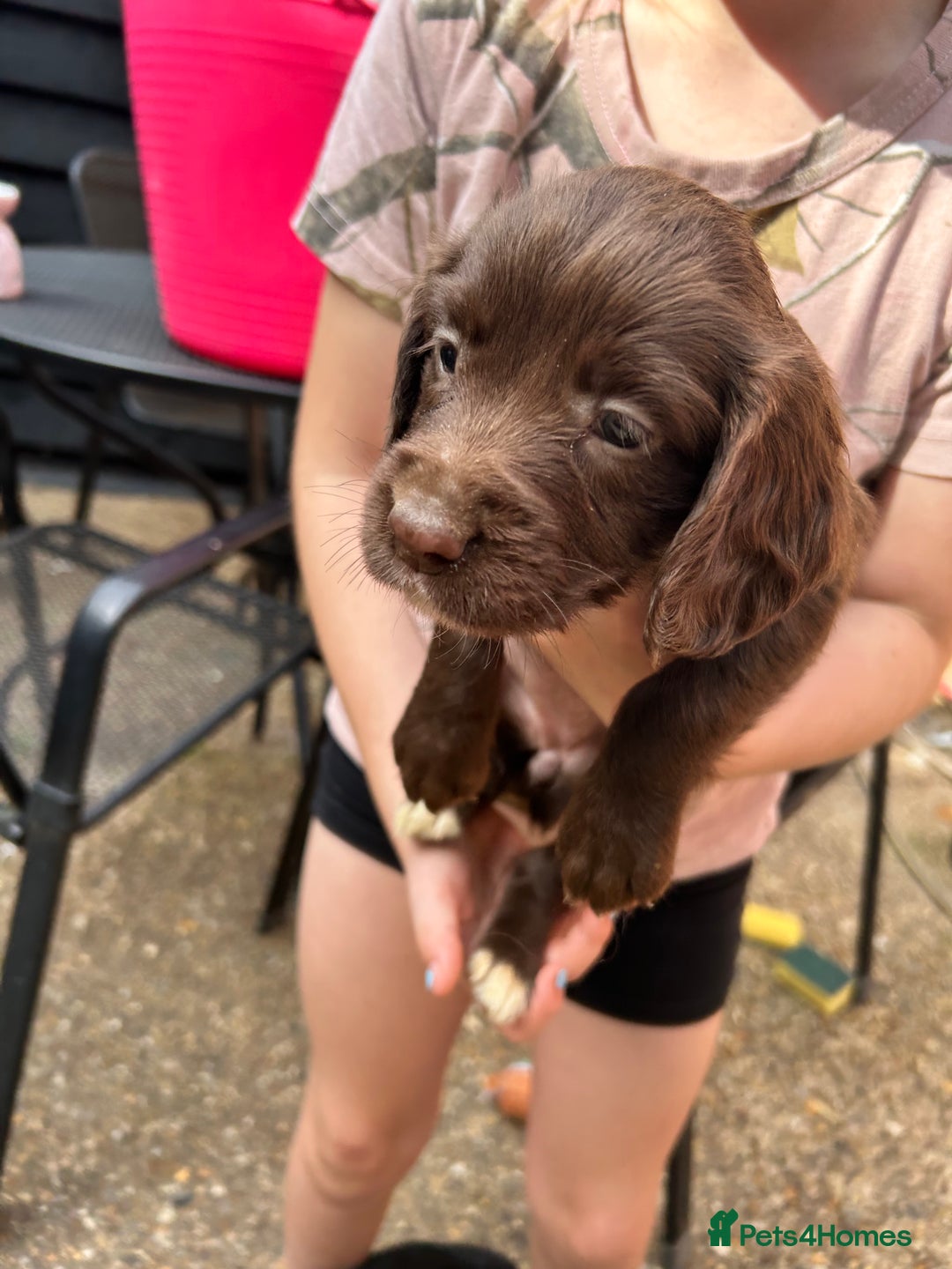 Sprocker dogs for sale: Sprocker Spaniel Puppies - Image 4