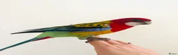 Parrots birds for sale: Eastern Rosella Parrot - Advert 1