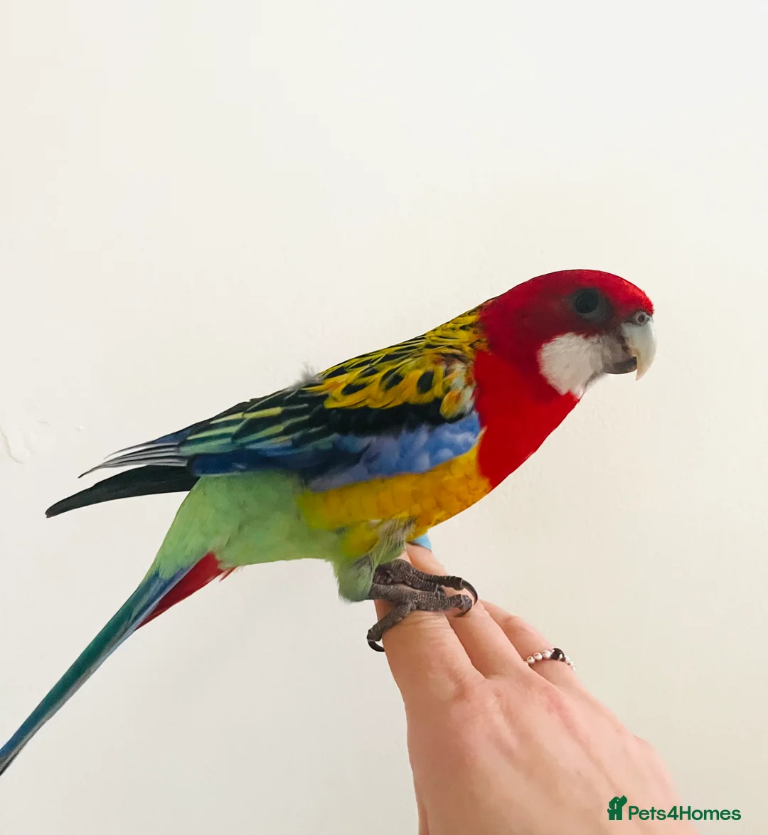 Parrots birds for sale: Eastern Rosella Parrot - Advert 1