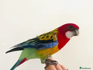 Parrots birds Eastern Rosella Parrot - Advert 1