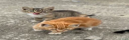 Mixed Breed cats for sale: Farm kittens for new homes ideal pets in Talsarnau - Advert 3