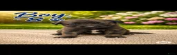 Mixed Breed dogs for sale: Belgian Shepard X caucasian Shepherd puppies - Advert 9