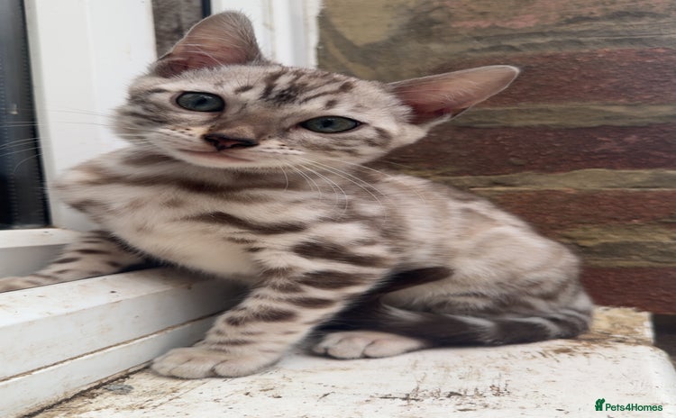 Bengal cats - Advert 8