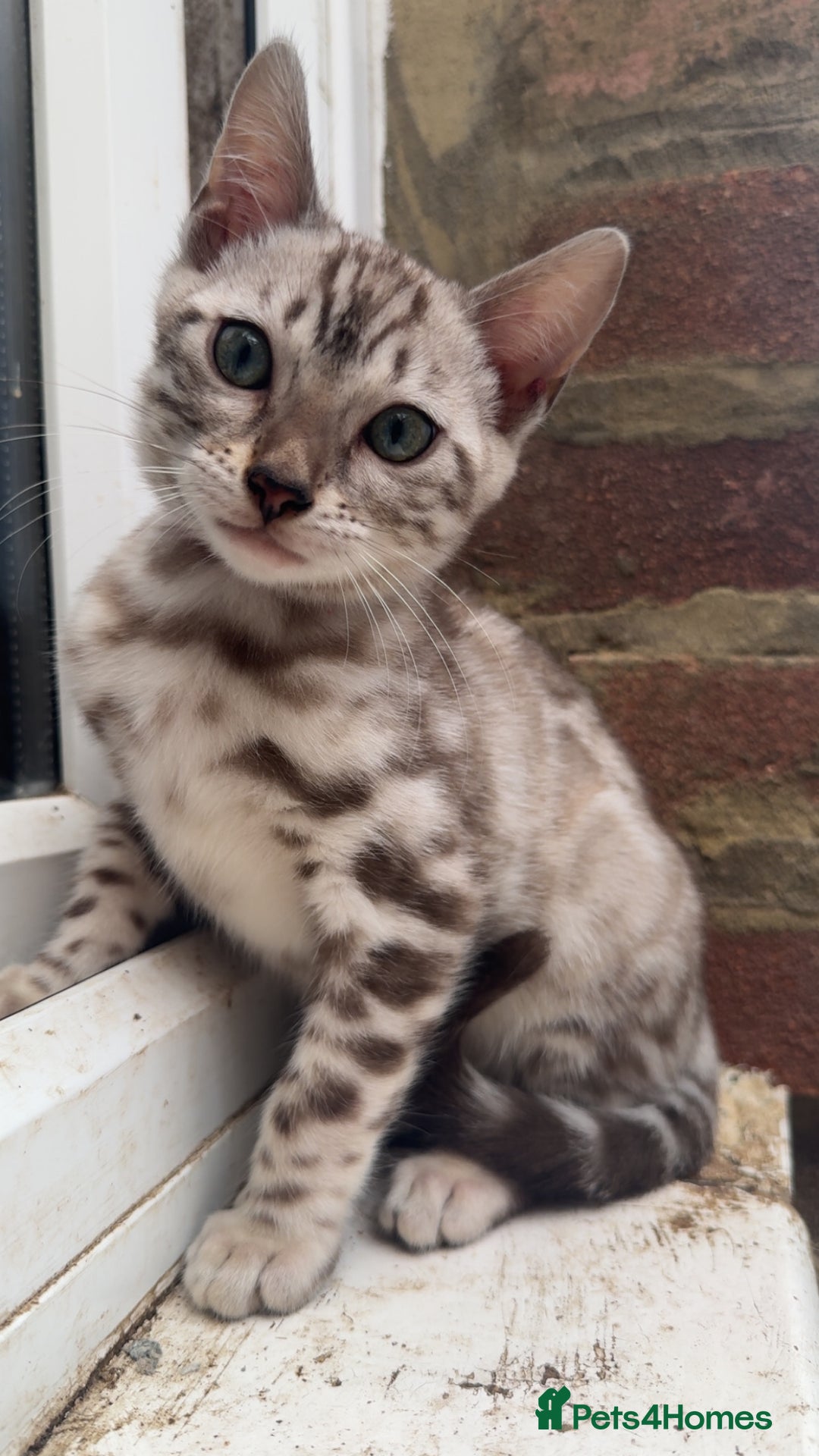 Bengal cats for sale: Bengal kittens two boys left brown rosette  - Advert 1