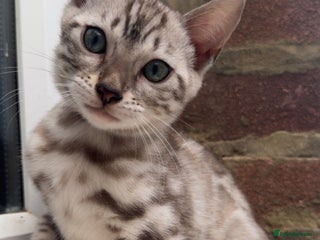 Bengal cats Bengal kittens two boys left brown rosette - Advert 7