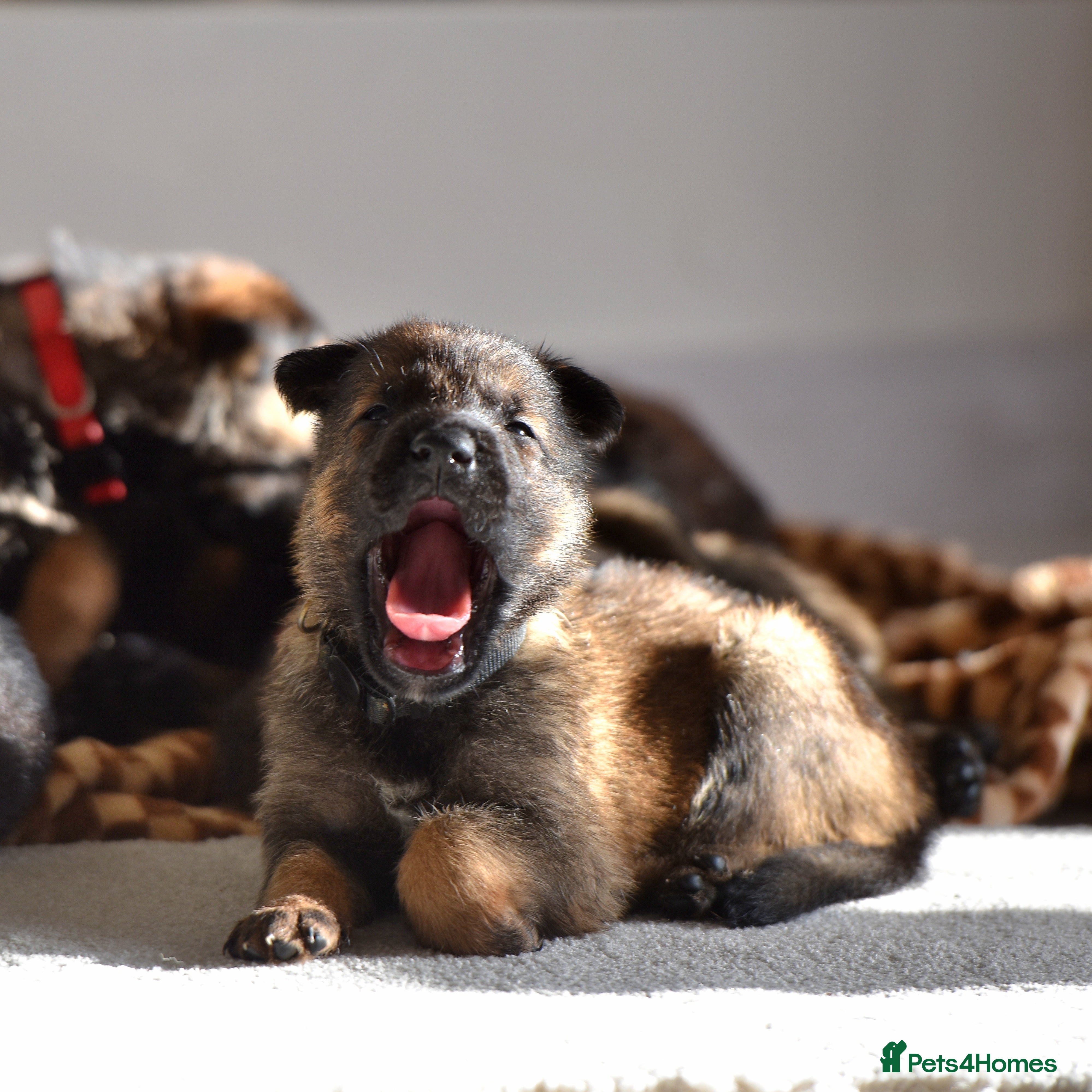 Mixed Breed dogs GSD × Dutch Herder – Top European Working Lines - Advert 13