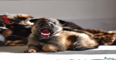 Mixed Breed dogs GSD × Dutch Herder – Top European Working Lines - Advert 14