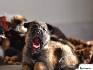 Mixed Breed dogs GSD × Dutch Herder – Top European Working Lines - Advert 1