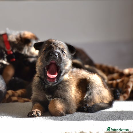 Mixed Breed dogs GSD × Dutch Herder – Top European Working Lines - Advert 4