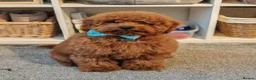 Toy Poodle dogs for sale: 7 month old red toy poodle in Skegness - Advert 6