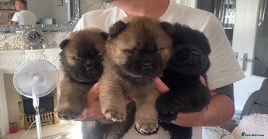 Chow Chow dogs - Advert 4