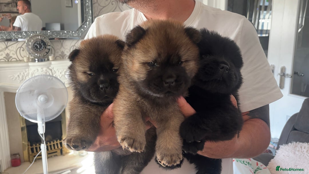 Chow Chow dogs for sale: 🐾Adorable Pedigree Chow Chow Puppies paw - Image 3