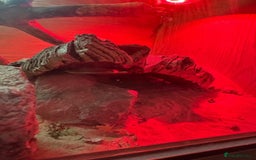 Bearded Dragon reptiles for sale: Young Bearded Dragon For Sale - Image 6