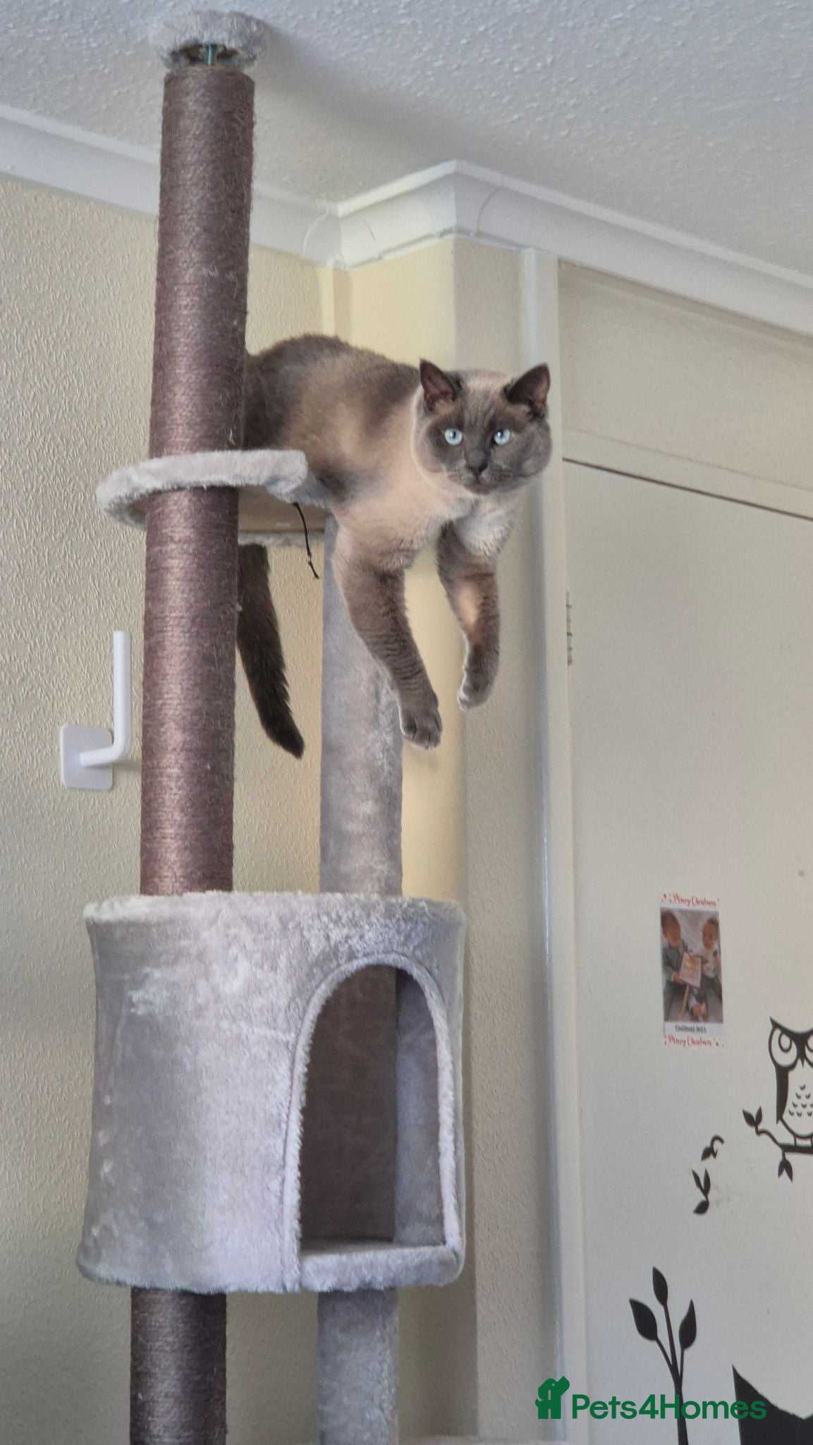 Siamese cats Beautiful Blue Point Siamese Boy 🩶 - Advert 16