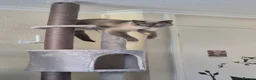 Siamese cats for sale: Beautiful Blue Point Siamese Boy 🩶 - Advert 1