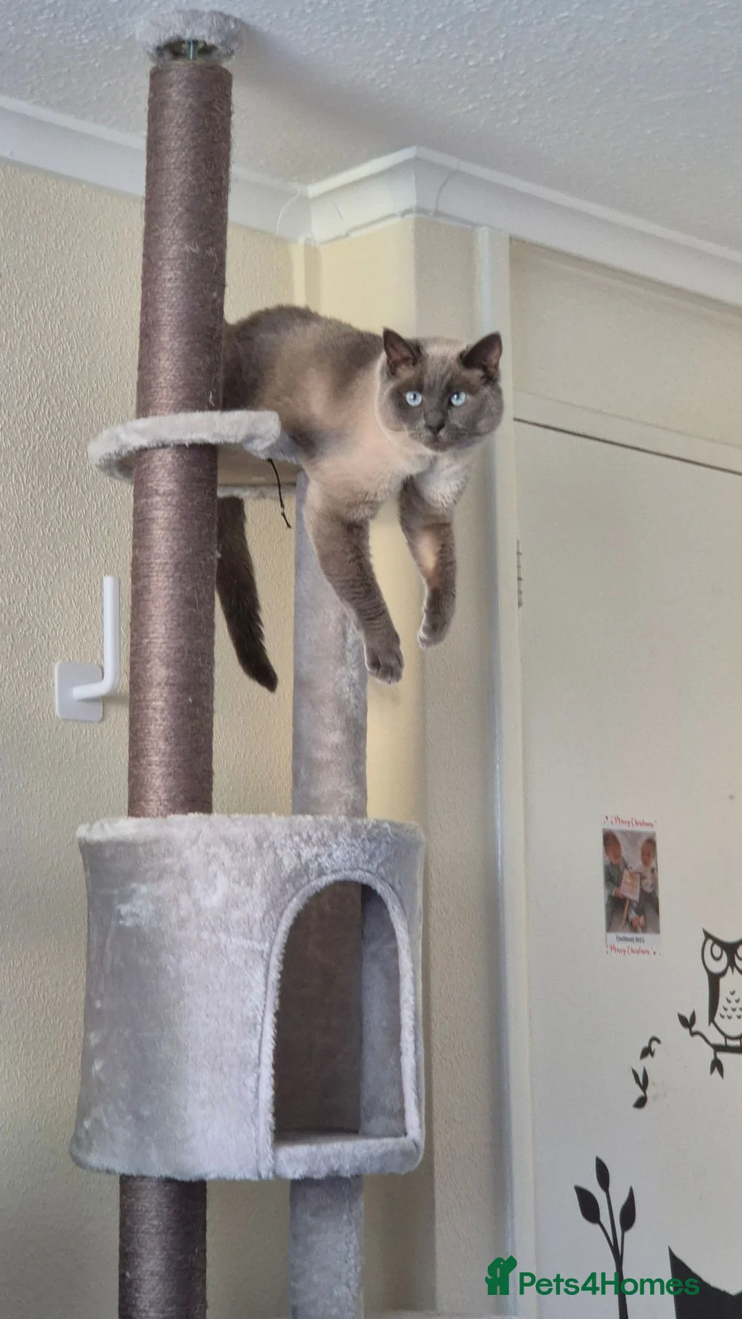 Siamese cats for sale: Beautiful Blue Point Siamese Boy 🩶 - Advert 1