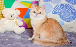 British Shorthair cats for sale: GCCF reg British Shorthair Chocolate Gold Kittens  in London - Image 11